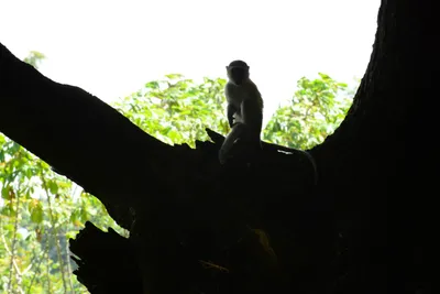 DSC_7881 (Large).JPG